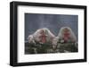 Japanese Macaques in Hot Spring-DLILLC-Framed Photographic Print