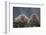 Japanese Macaques in Hot Spring-DLILLC-Framed Photographic Print