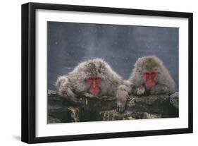 Japanese Macaques in Hot Spring-DLILLC-Framed Photographic Print