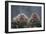 Japanese Macaques in Hot Spring-DLILLC-Framed Photographic Print