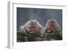 Japanese Macaques in Hot Spring-DLILLC-Framed Photographic Print