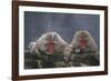 Japanese Macaques in Hot Spring-DLILLC-Framed Photographic Print