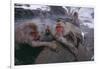 Japanese Macaques in Hot Spring-DLILLC-Framed Photographic Print