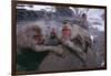 Japanese Macaques in Hot Spring-DLILLC-Framed Photographic Print