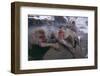 Japanese Macaques in Hot Spring-DLILLC-Framed Photographic Print