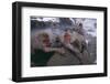 Japanese Macaques in Hot Spring-DLILLC-Framed Photographic Print