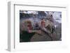 Japanese Macaques in Hot Spring-DLILLC-Framed Photographic Print