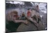 Japanese Macaques in Hot Spring-DLILLC-Mounted Photographic Print