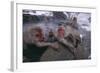 Japanese Macaques in Hot Spring-DLILLC-Framed Photographic Print