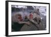 Japanese Macaques in Hot Spring-DLILLC-Framed Photographic Print