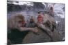 Japanese Macaques in Hot Spring-DLILLC-Mounted Photographic Print