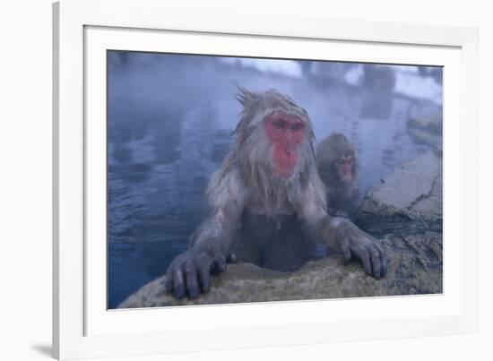 Japanese Macaques in Hot Spring-DLILLC-Framed Photographic Print