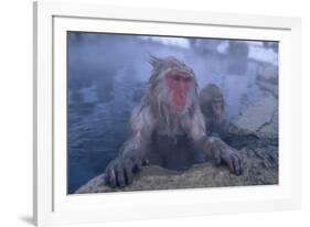 Japanese Macaques in Hot Spring-DLILLC-Framed Photographic Print