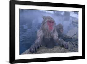 Japanese Macaques in Hot Spring-DLILLC-Framed Photographic Print