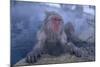 Japanese Macaques in Hot Spring-DLILLC-Mounted Photographic Print