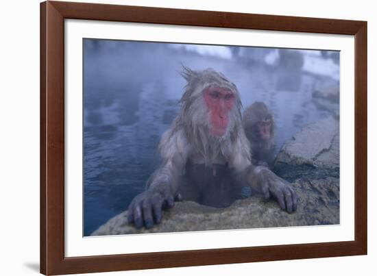 Japanese Macaques in Hot Spring-DLILLC-Framed Photographic Print