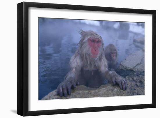 Japanese Macaques in Hot Spring-DLILLC-Framed Photographic Print