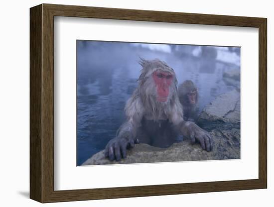 Japanese Macaques in Hot Spring-DLILLC-Framed Photographic Print