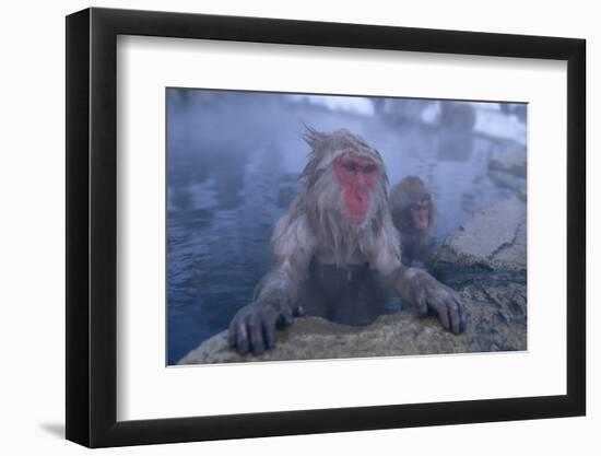 Japanese Macaques in Hot Spring-DLILLC-Framed Photographic Print
