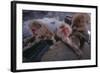 Japanese Macaques in Hot Spring-DLILLC-Framed Photographic Print