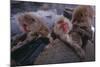 Japanese Macaques in Hot Spring-DLILLC-Mounted Photographic Print