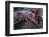 Japanese Macaques in Hot Spring-DLILLC-Framed Photographic Print