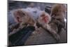 Japanese Macaques in Hot Spring-DLILLC-Mounted Photographic Print