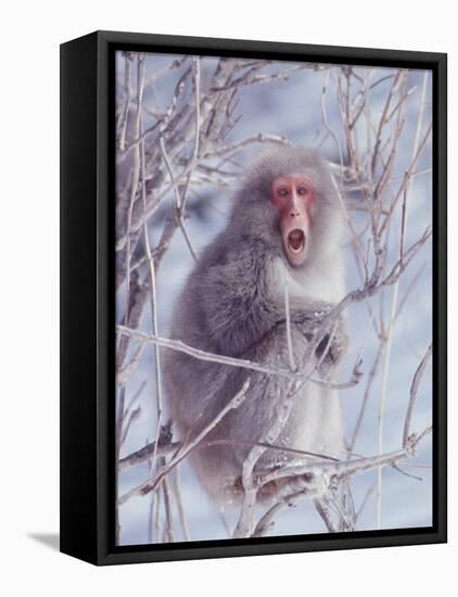 Japanese Macaques in Shiga Mountains of Japan-Co Rentmeester-Framed Stretched Canvas