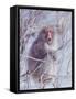 Japanese Macaques in Shiga Mountains of Japan-Co Rentmeester-Framed Stretched Canvas