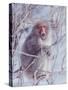 Japanese Macaques in Shiga Mountains of Japan-Co Rentmeester-Stretched Canvas