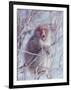 Japanese Macaques in Shiga Mountains of Japan-Co Rentmeester-Framed Premium Photographic Print