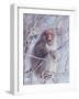 Japanese Macaques in Shiga Mountains of Japan-Co Rentmeester-Framed Photographic Print