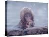 Japanese Macaques in Shiga Mountains of Japan-Co Rentmeester-Stretched Canvas