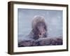 Japanese Macaques in Shiga Mountains of Japan-Co Rentmeester-Framed Photographic Print