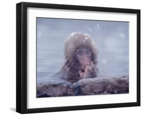 Japanese Macaques in Shiga Mountains of Japan-Co Rentmeester-Framed Photographic Print