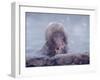 Japanese Macaques in Shiga Mountains of Japan-Co Rentmeester-Framed Photographic Print