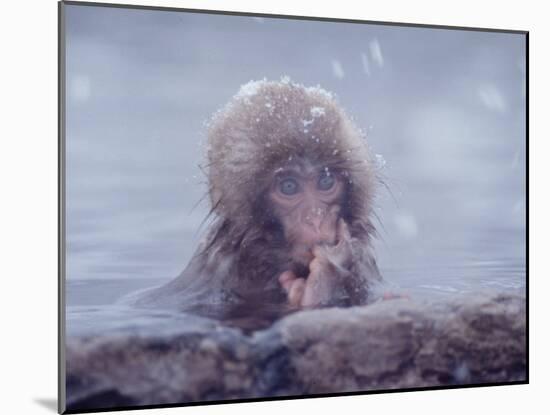 Japanese Macaques in Shiga Mountains of Japan-Co Rentmeester-Mounted Photographic Print