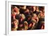 Japanese Macaques (Macaca Fuscata) Faces Looking Up-Yukihiro Fukuda-Framed Photographic Print