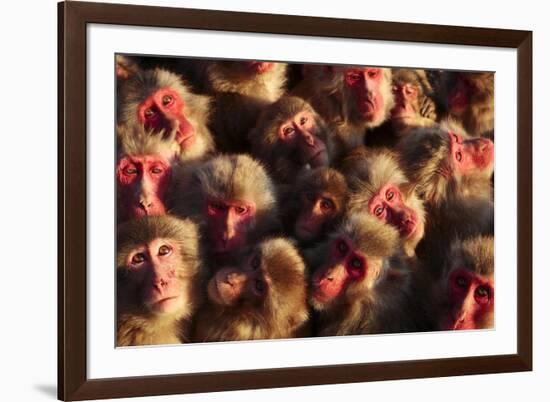 Japanese Macaques (Macaca Fuscata) Faces Looking Up-Yukihiro Fukuda-Framed Photographic Print