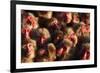 Japanese Macaques (Macaca Fuscata) Faces Looking Up-Yukihiro Fukuda-Framed Photographic Print