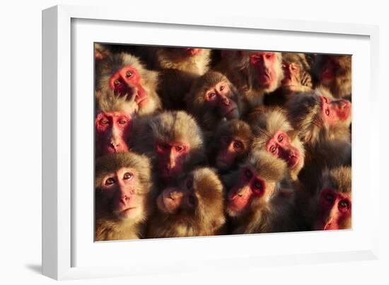 Japanese Macaques (Macaca Fuscata) Faces Looking Up-Yukihiro Fukuda-Framed Photographic Print