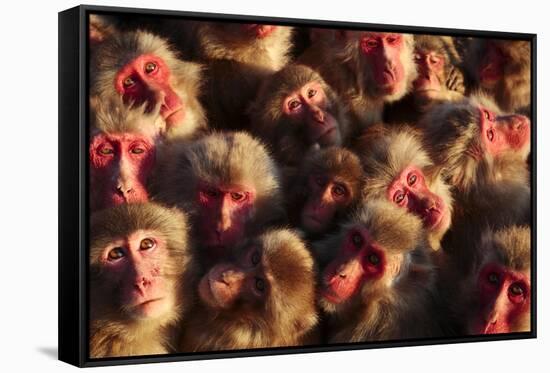 Japanese Macaques (Macaca Fuscata) Faces Looking Up-Yukihiro Fukuda-Framed Stretched Canvas