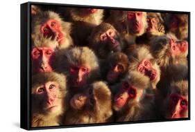 Japanese Macaques (Macaca Fuscata) Faces Looking Up-Yukihiro Fukuda-Framed Stretched Canvas