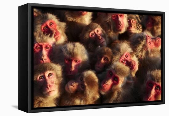 Japanese Macaques (Macaca Fuscata) Faces Looking Up-Yukihiro Fukuda-Framed Stretched Canvas