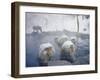 Japanese Macaques Sitting in Hot Spring in Shiga Mountains-Co Rentmeester-Framed Photographic Print