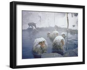 Japanese Macaques Sitting in Hot Spring in Shiga Mountains-Co Rentmeester-Framed Photographic Print