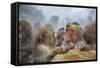 Japanese Macaques (Snow Monkeys) (Macata Fuscata), Japan-Andrew Sproule-Framed Stretched Canvas