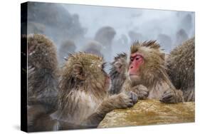 Japanese Macaques (Snow Monkeys) (Macata Fuscata), Japan-Andrew Sproule-Stretched Canvas