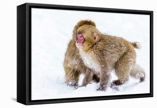 Japanese Macaques (Snow Monkeys) (Macata Fuscata), Japan-Andrew Sproule-Framed Stretched Canvas