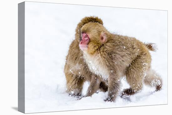 Japanese Macaques (Snow Monkeys) (Macata Fuscata), Japan-Andrew Sproule-Stretched Canvas